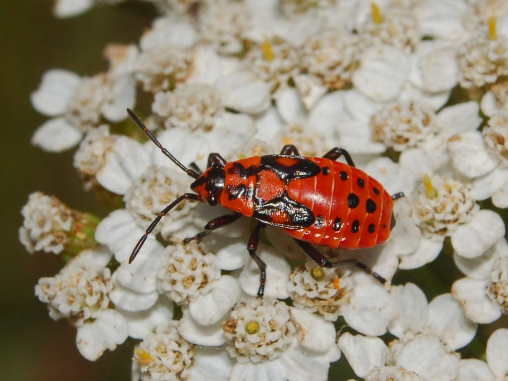 Ninfa di Spilostethus saxatilis